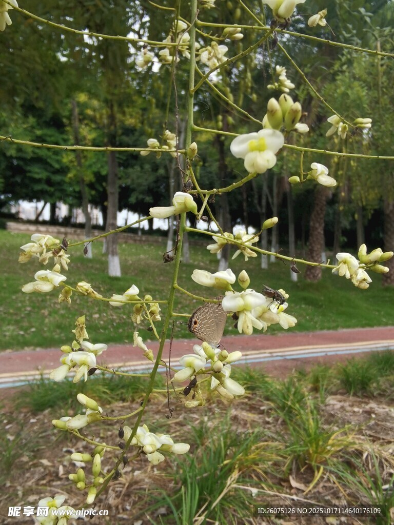 路边绽放的白色小花