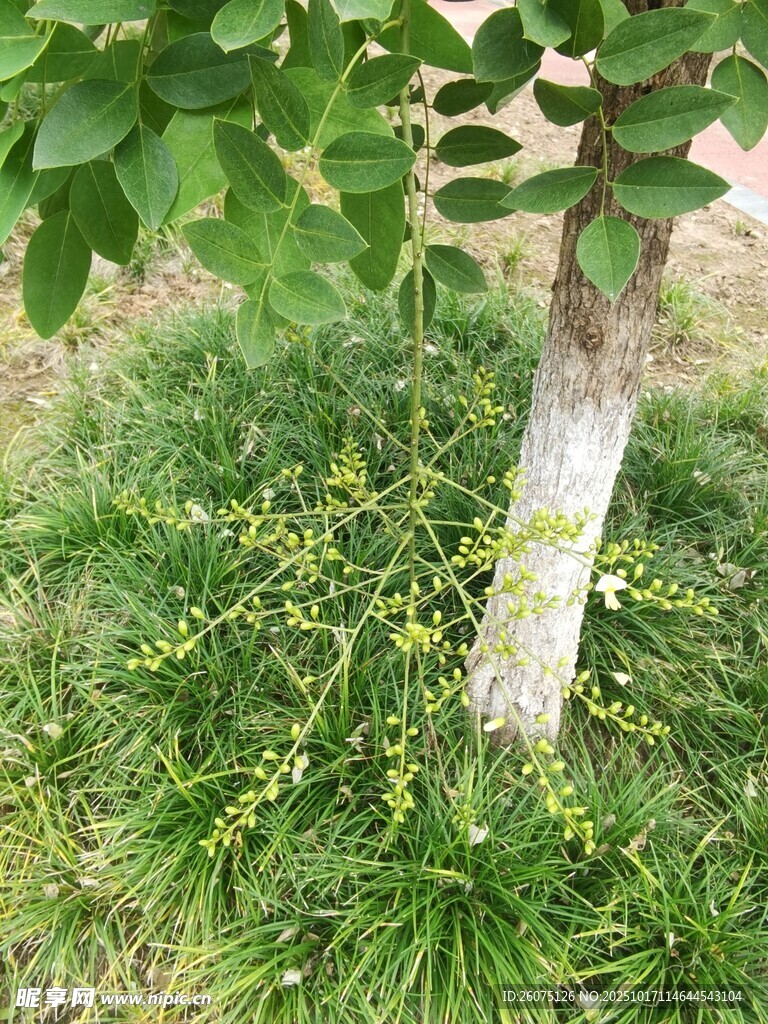 树下绿植与树干景观