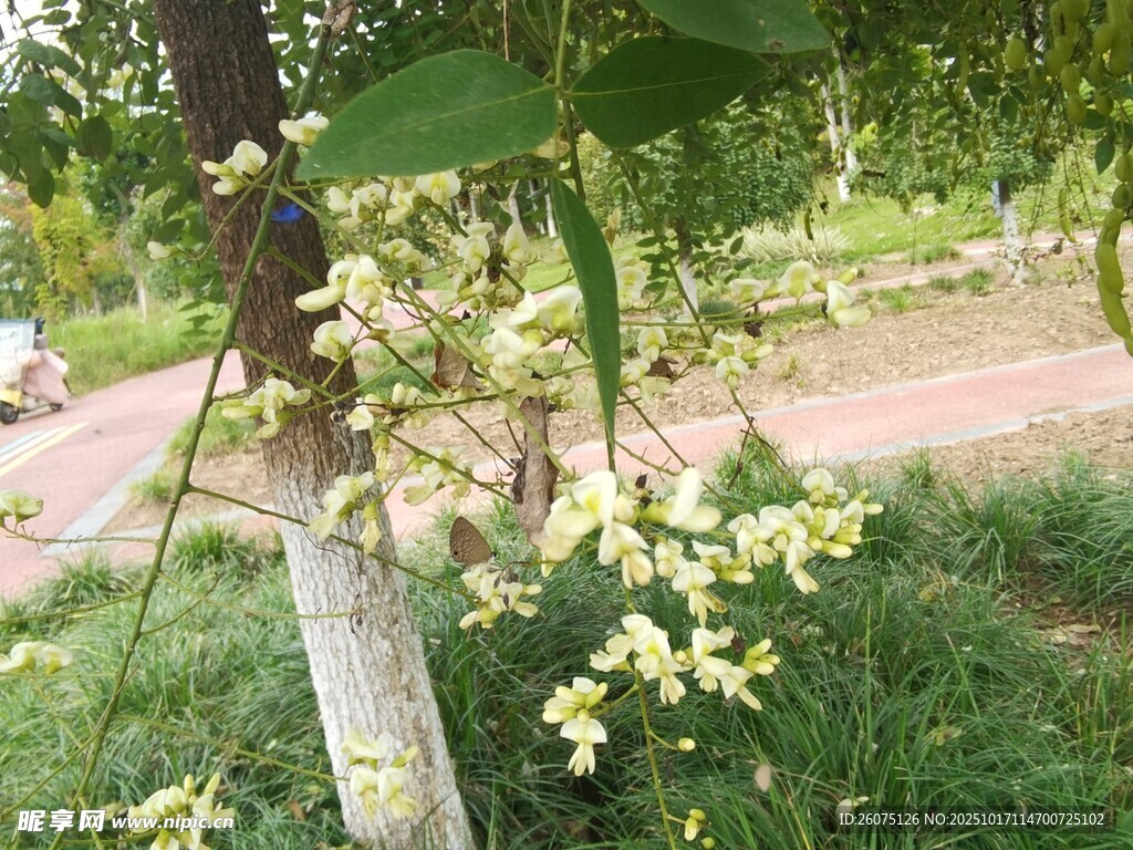 树上绽放的淡黄花朵