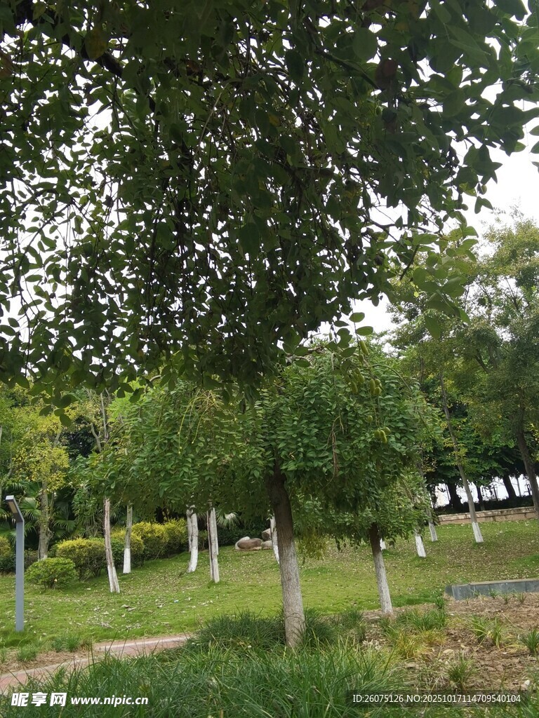 绿意盎然的林间草地景观