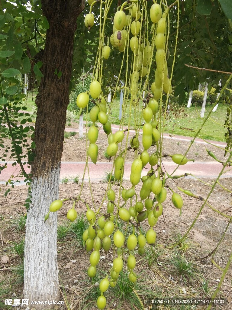 树上垂挂的青绿色果实