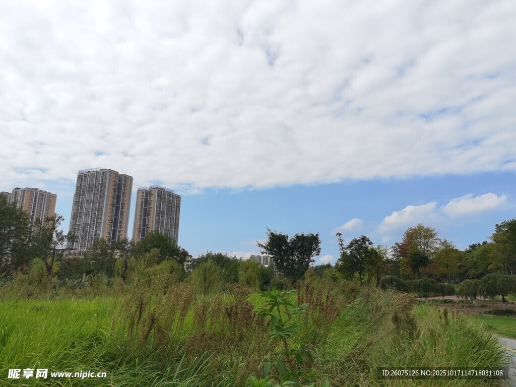 城市边的绿地与高楼景观