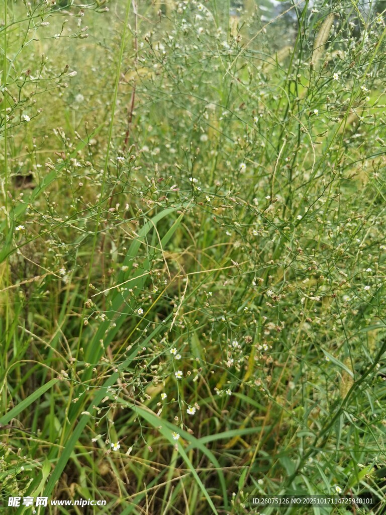 野外茂盛的绿色草地