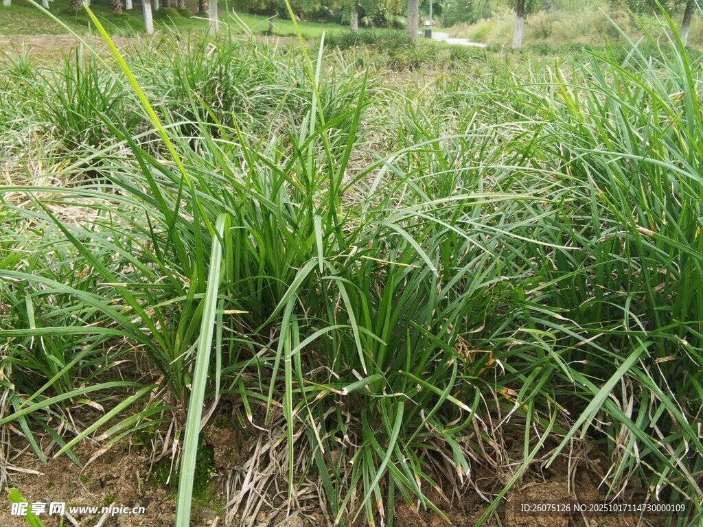 田野中的葱郁绿色草丛