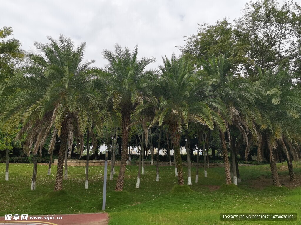 户外葱郁棕榈树景观