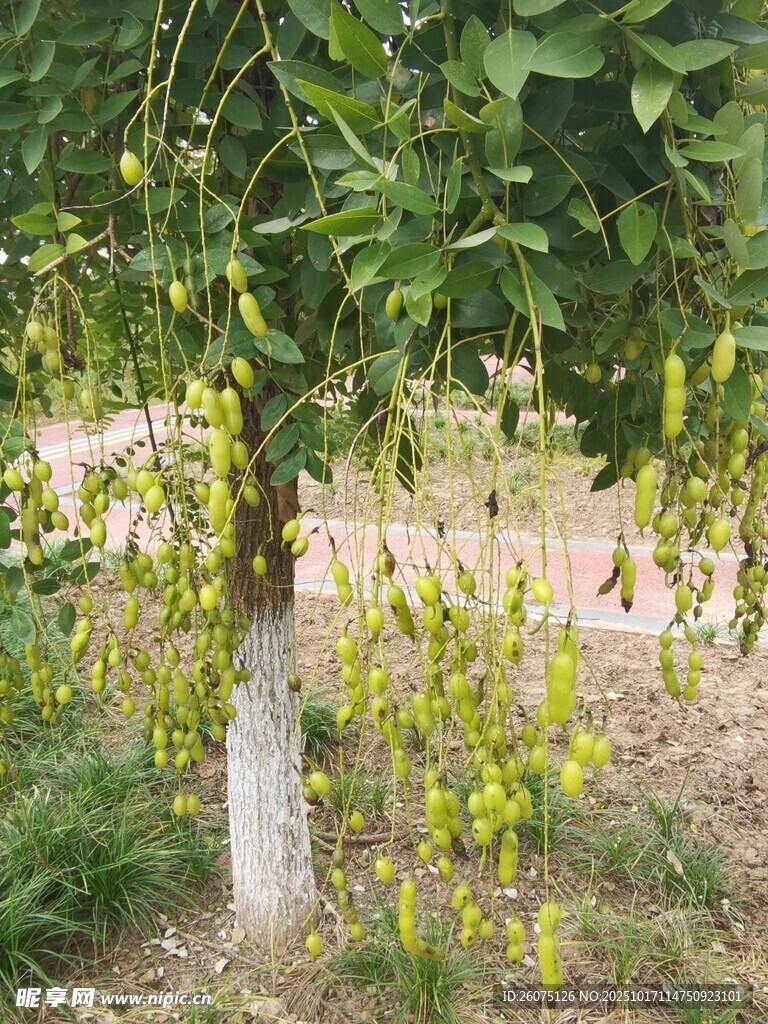绿叶垂枝的生机景象