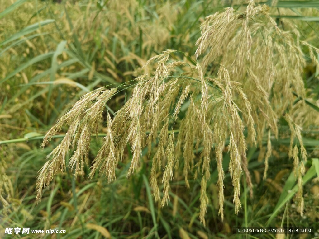 金黄饱满的成熟稻穗