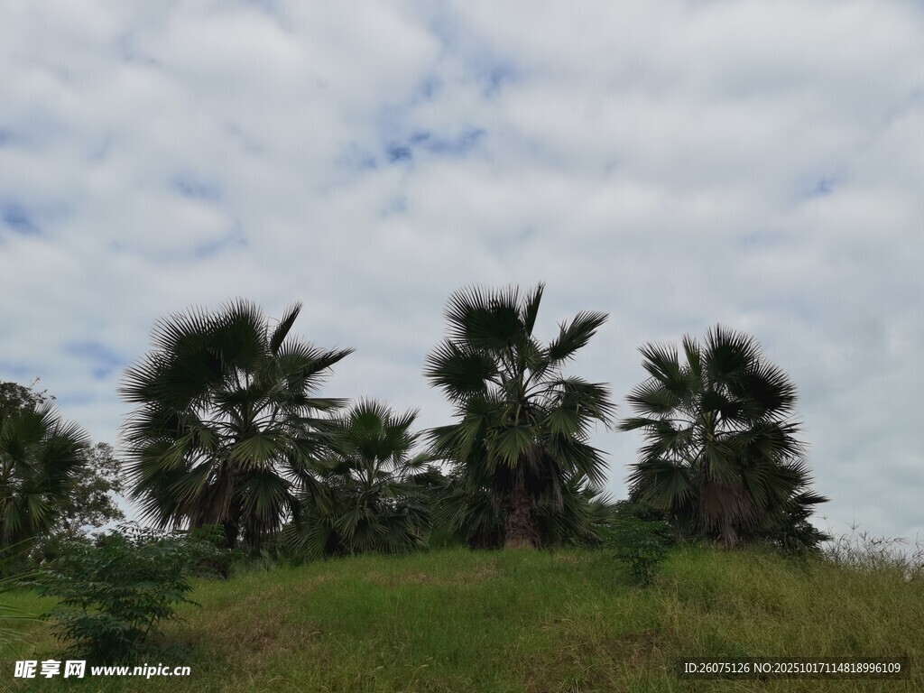 草地上的棕榈树景观