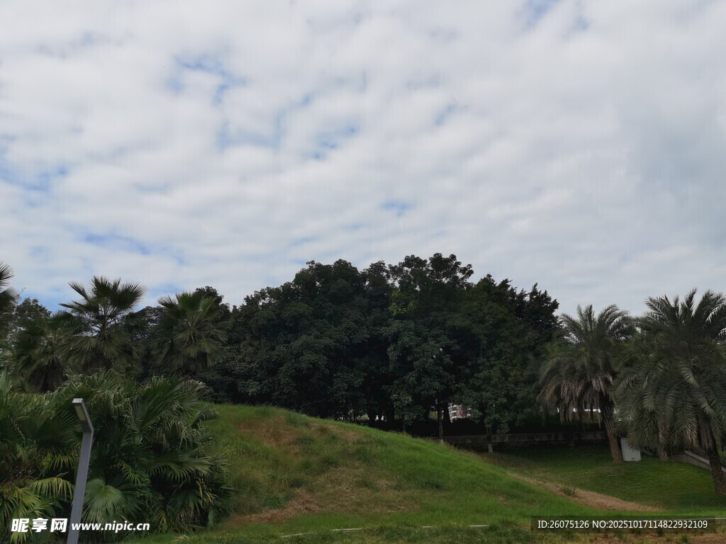 绿意山坡与葱郁树林景观