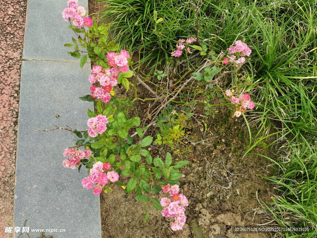 路边绽放的粉色娇艳小花