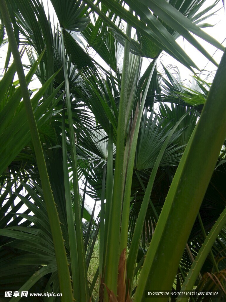 热带棕榈叶特写
