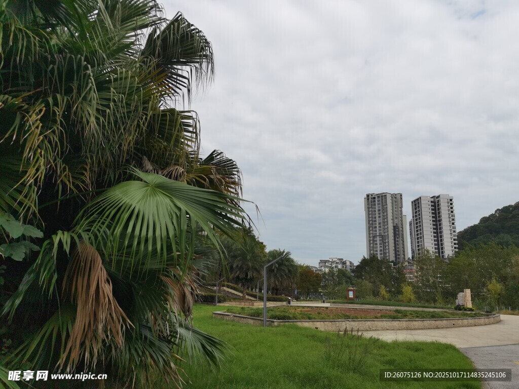 城市边的绿植与高楼景观