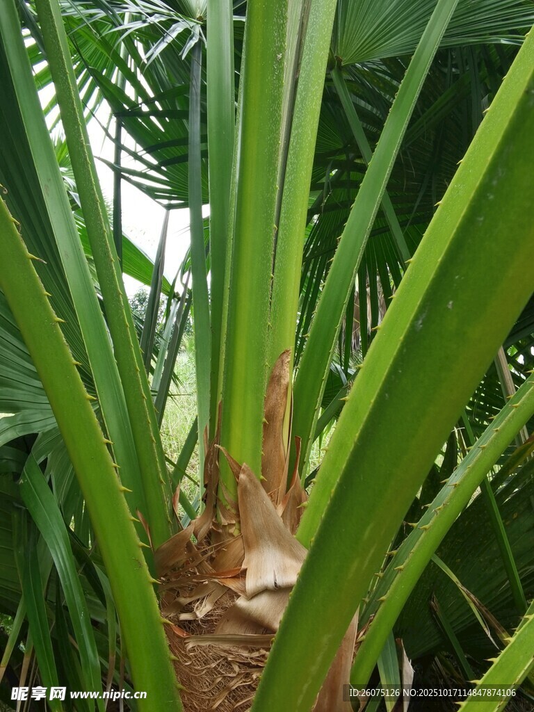 翠绿茂密的植物茎叶