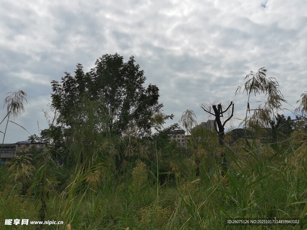 野外草地树木风景图