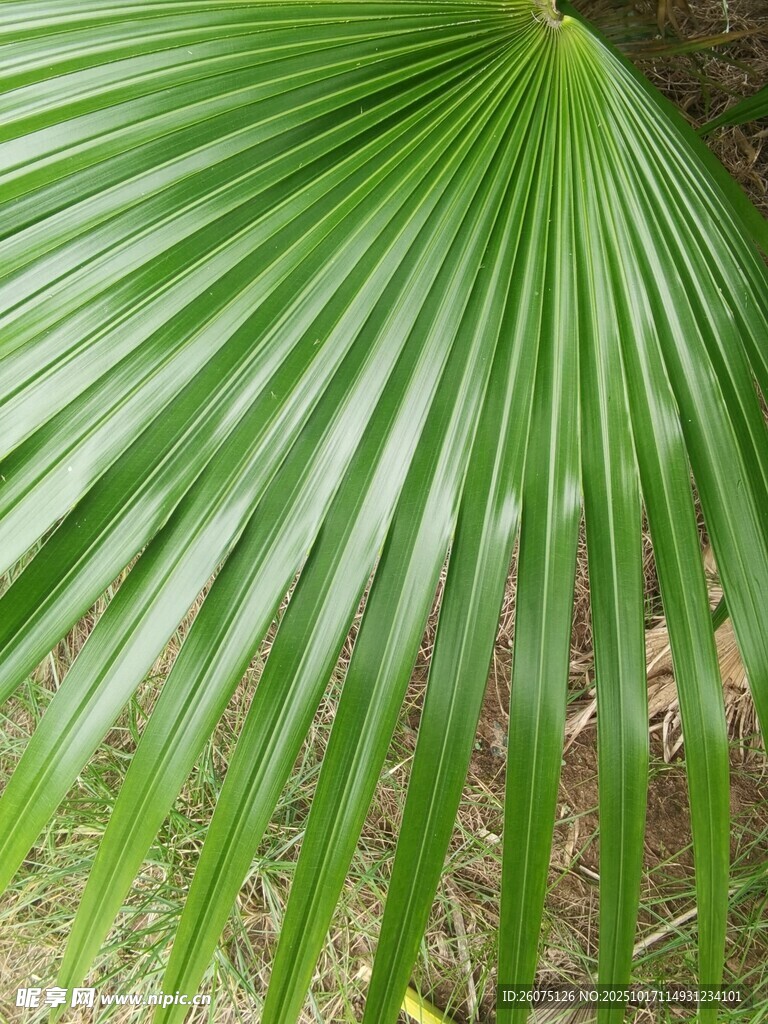 扇形绿棕榈叶特写