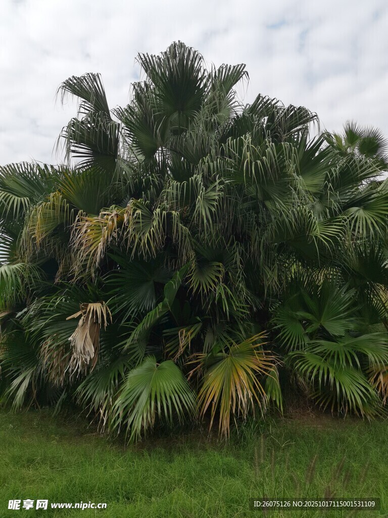 茂盛的棕榈树群