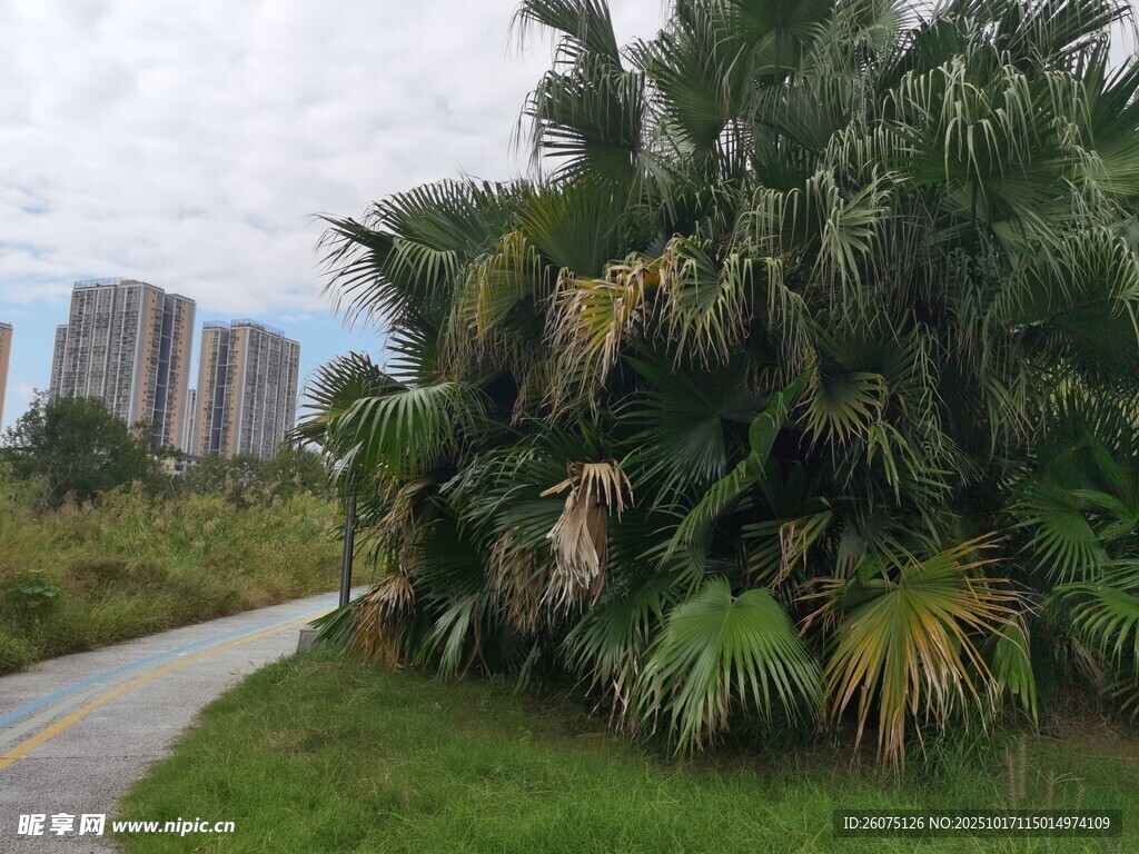 路边葱郁的热带植物景观