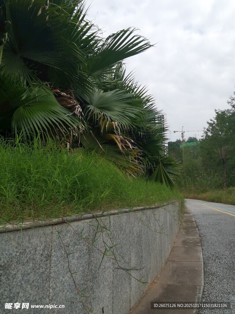 路边绿植景观