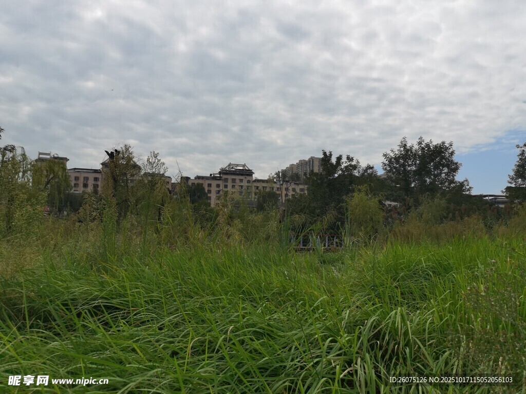 野外草地与远处建筑景观