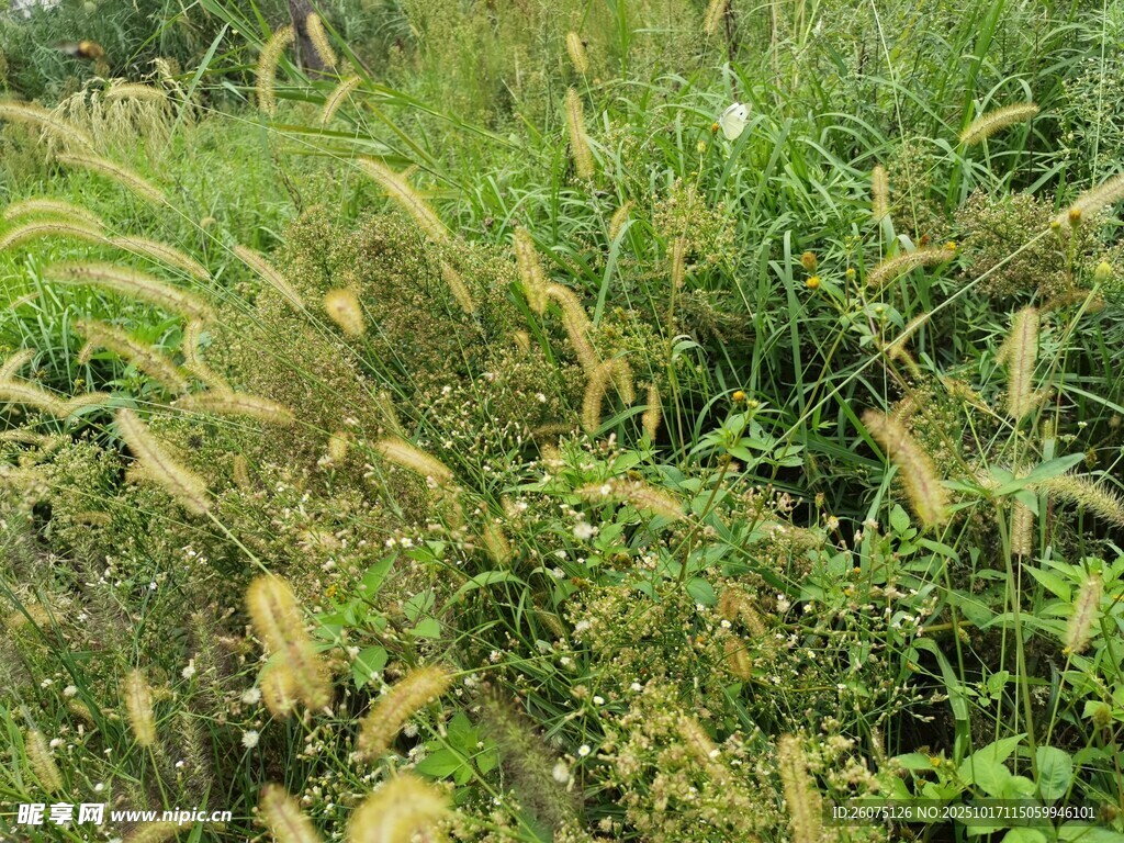 野外丛生的茂盛绿色植物