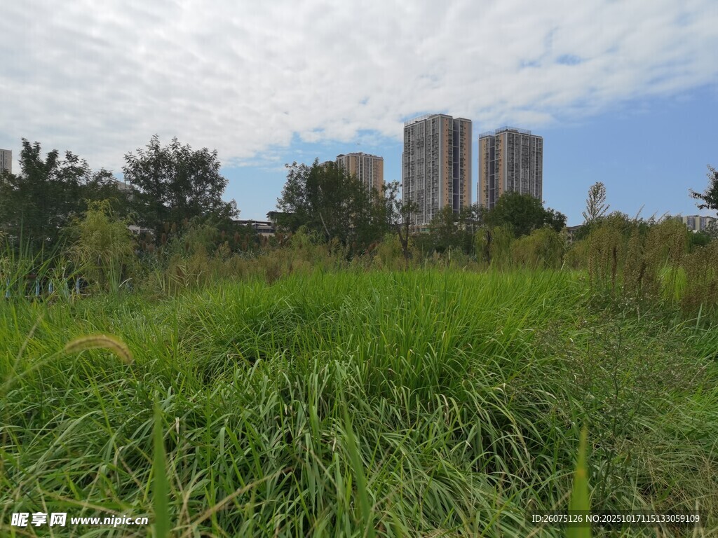城郊草地与远处高楼景观
