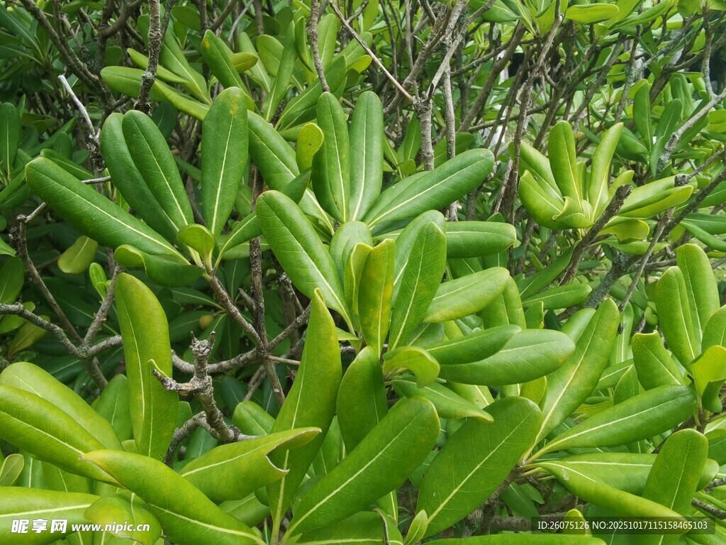 翠绿植物特写