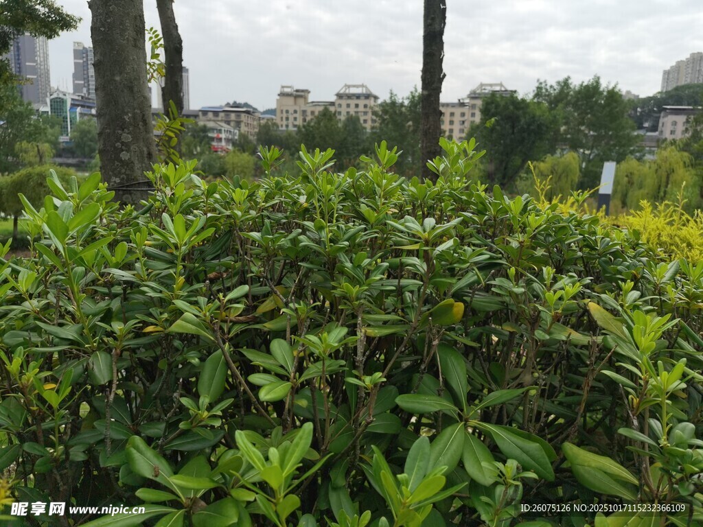 绿意盎然的户外植物景观
