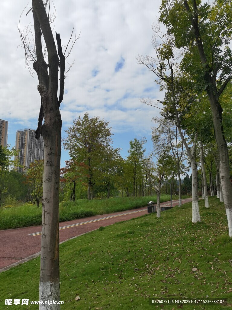 城市公园中的绿树与步道