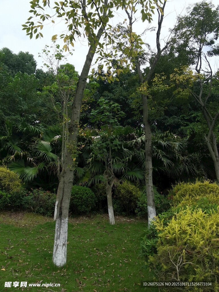 园林绿树与修剪整齐灌木