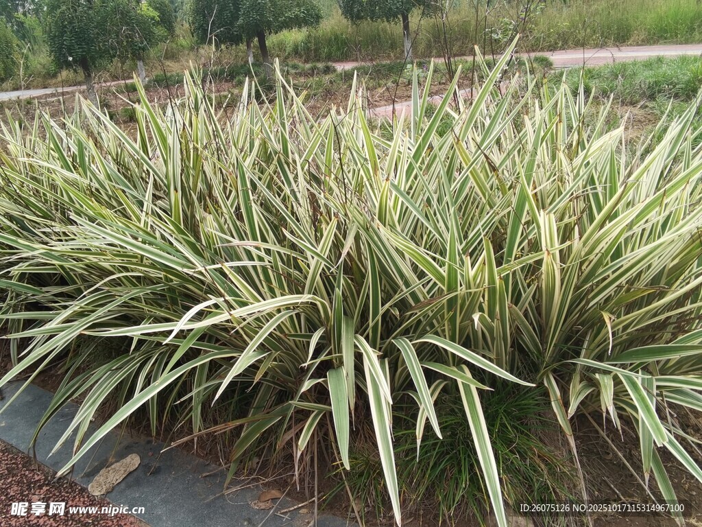 金边麦冬植物景观