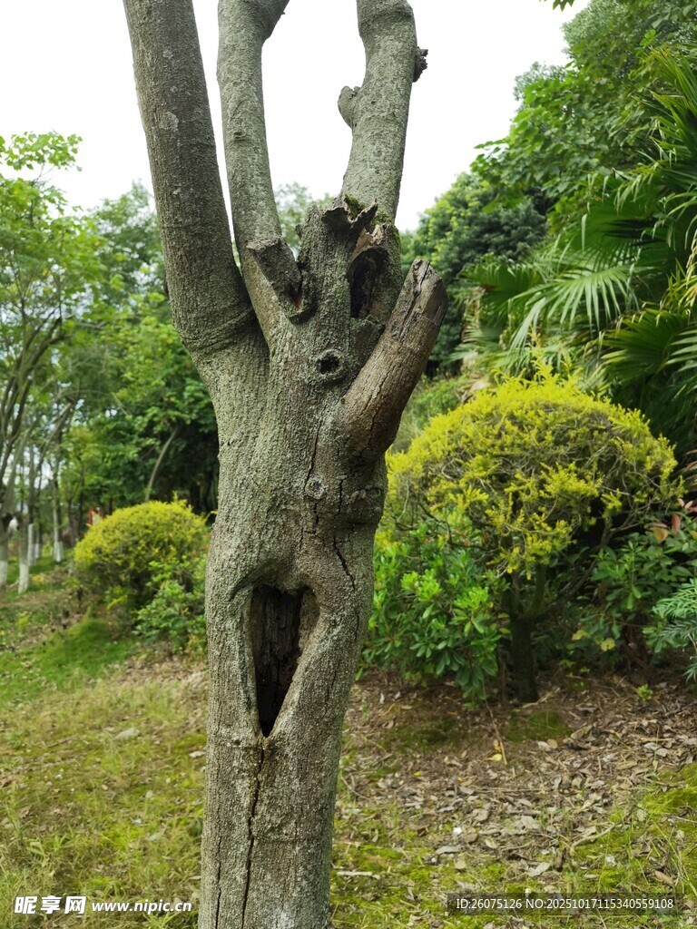 奇特树洞造型的树木