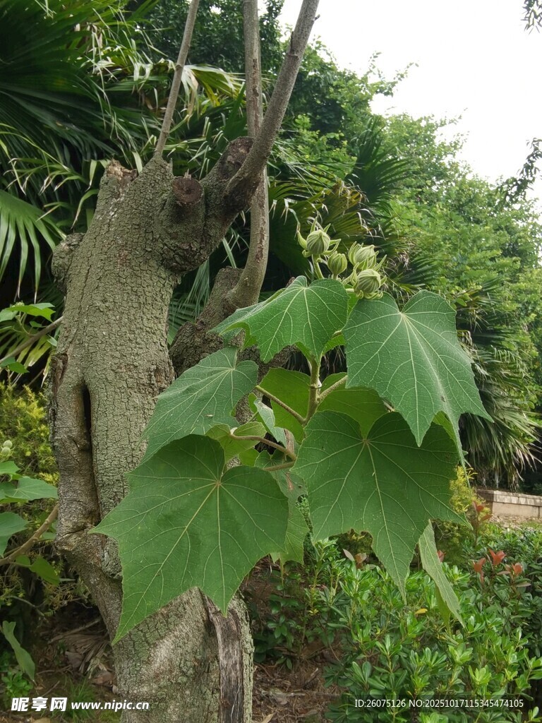 奇特造型的绿植植物景观