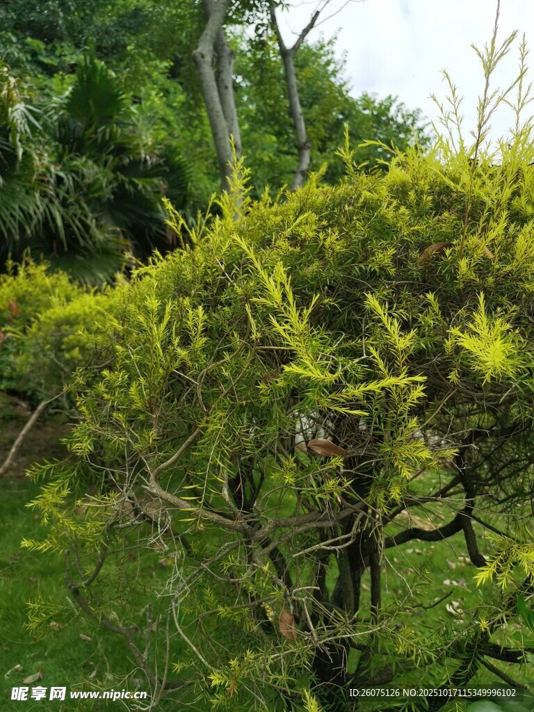 翠绿繁茂的灌木丛景观