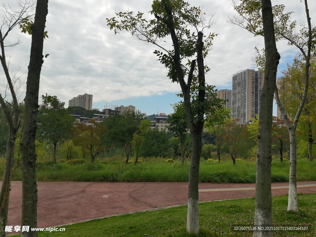 公园林荫下的开阔绿地