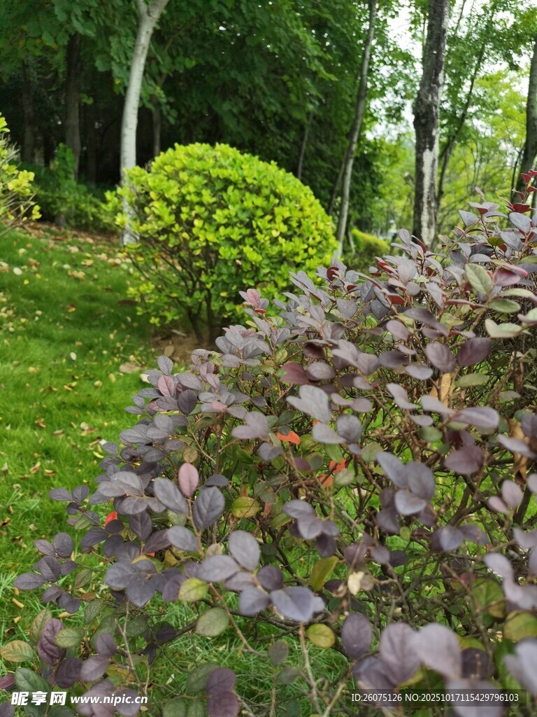 花园中的多彩植物景观