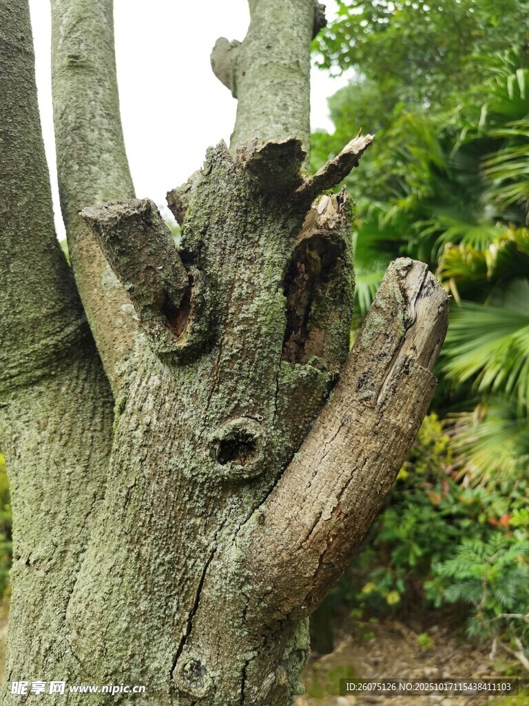 老树树桩特写