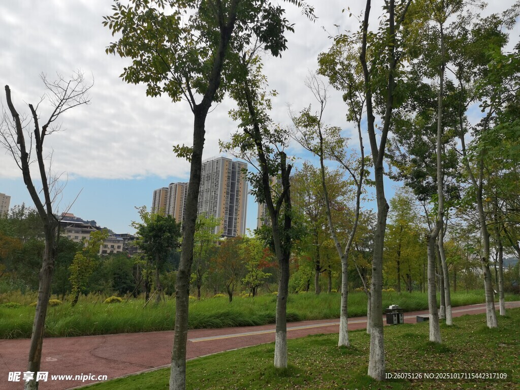 城市公园中的绿树步道