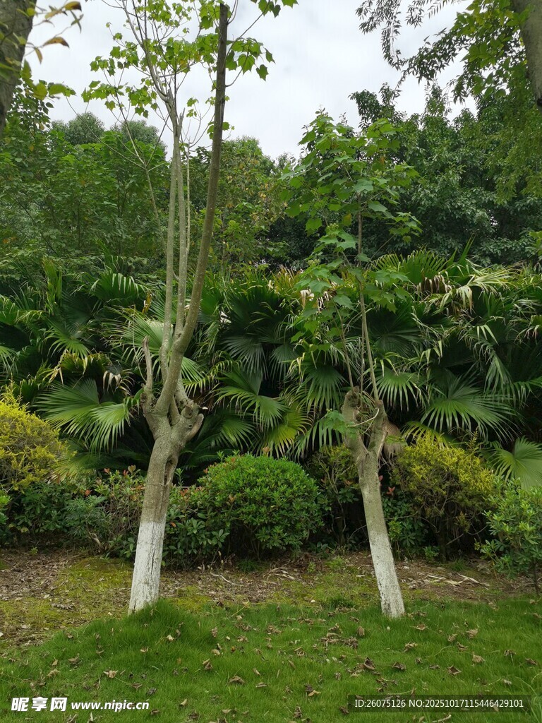 绿意盎然的园林植物景观