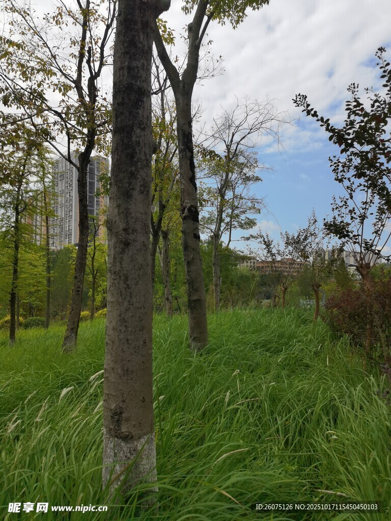 林间草地清新自然之景