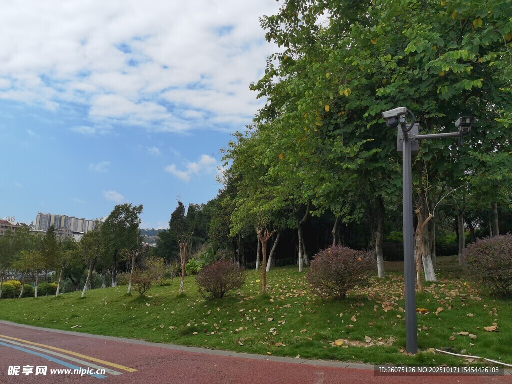 城市林荫道路风景