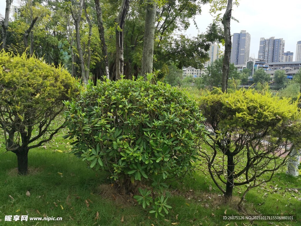 城市中的葱郁绿植景观