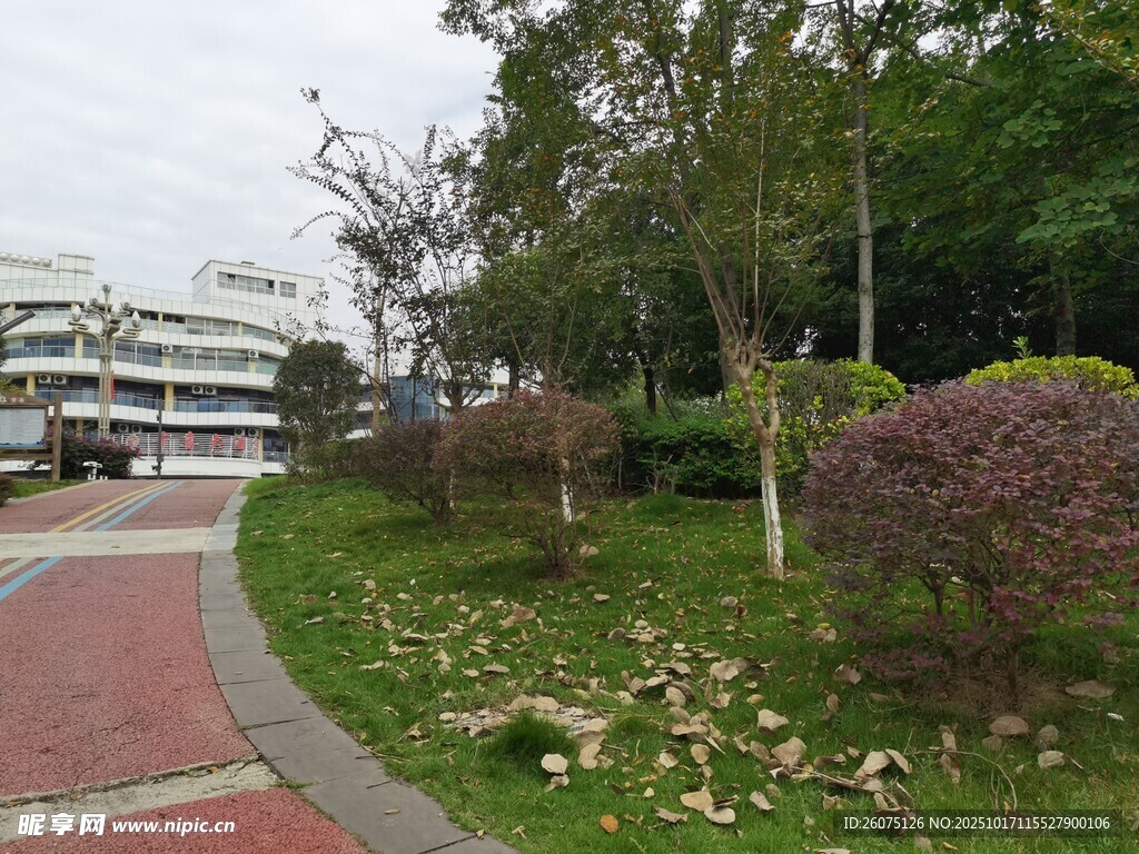 城市街边绿植景观