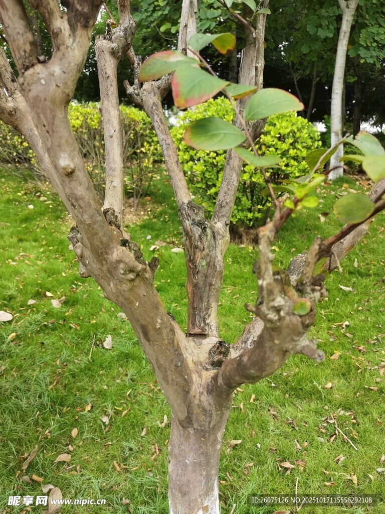 光秃树干立于翠绿草地