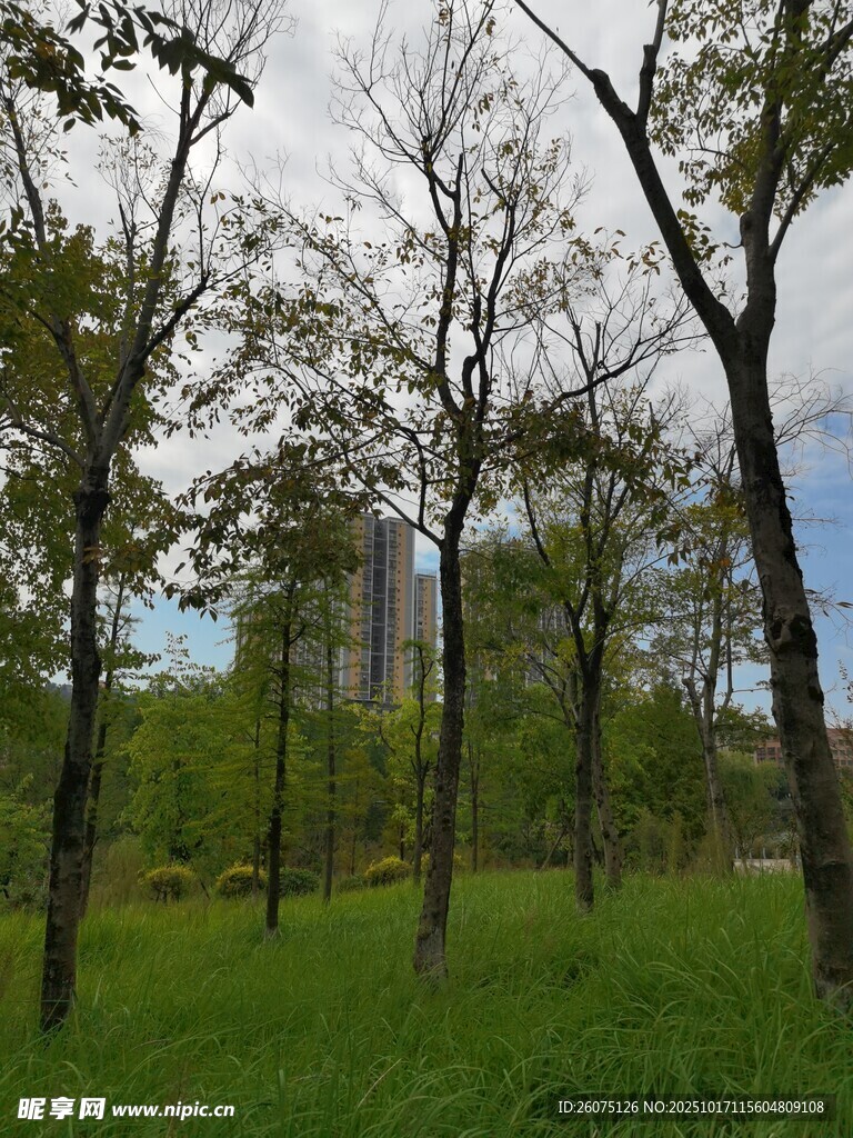 林间草地与远处高楼