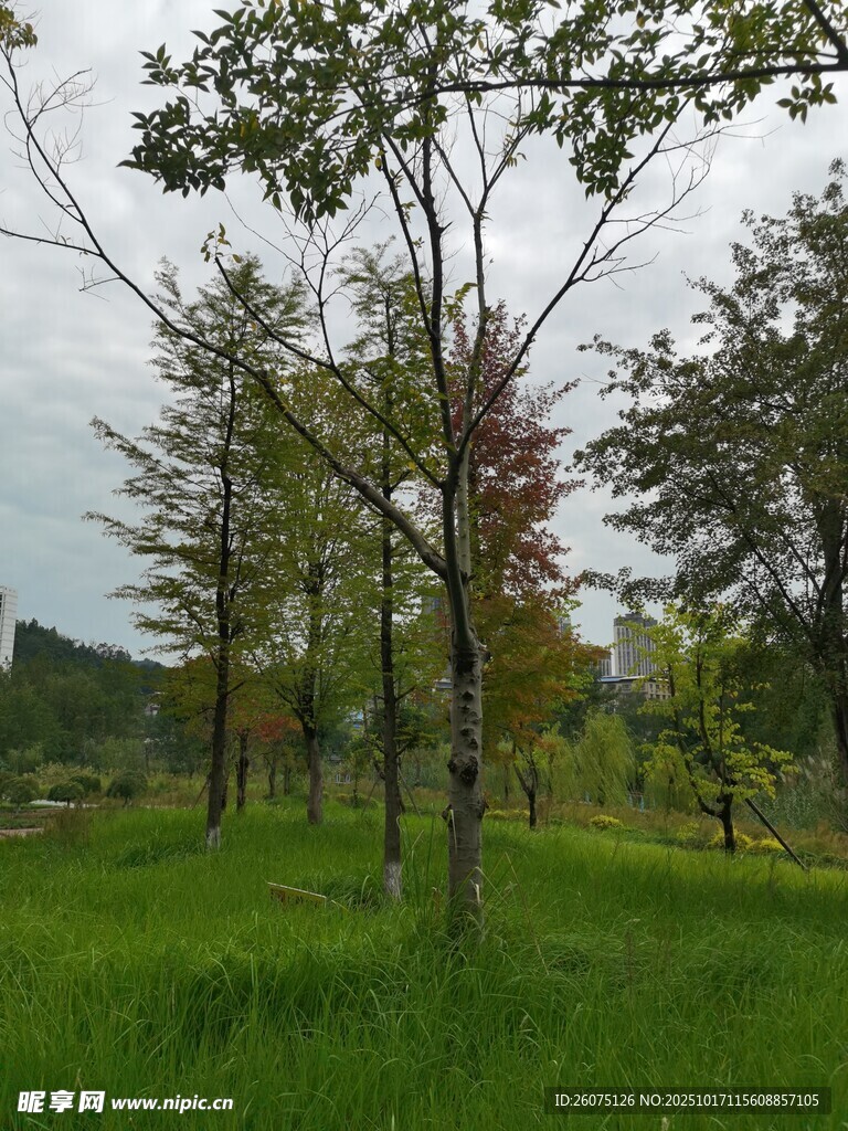 绿意盎然的林间草地