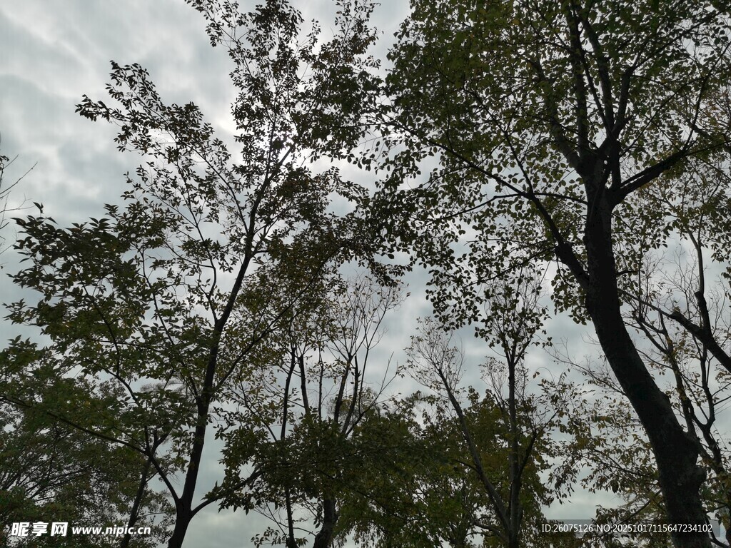 仰视林间树木与天空