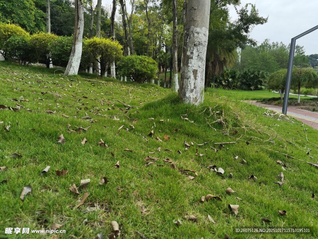 公园草地树木景观