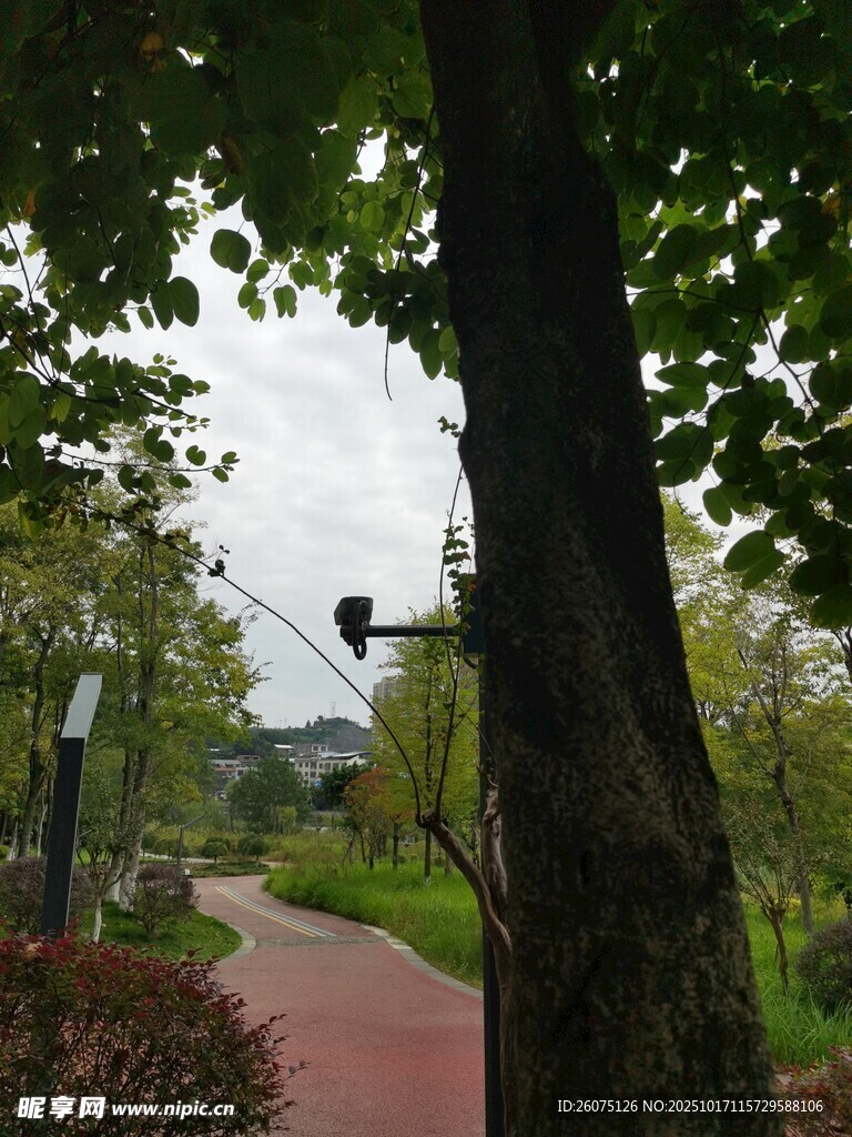 林间红径绿意盎然之景