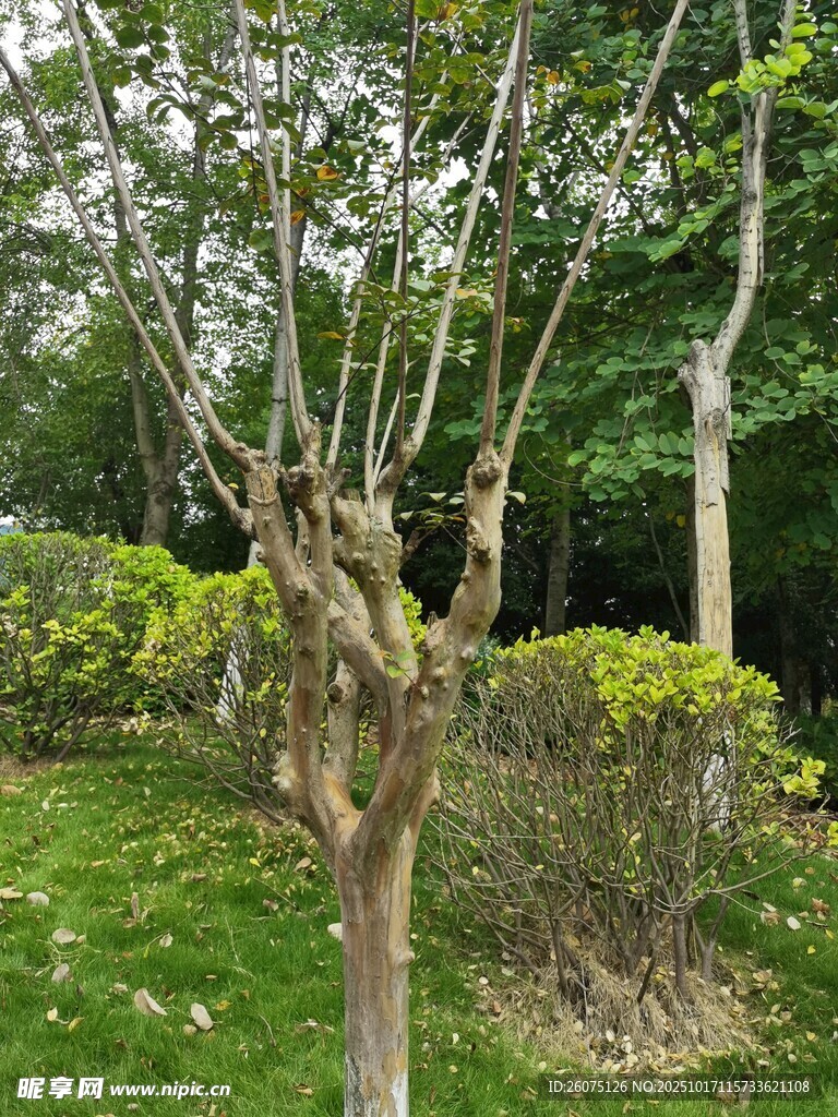 园林中的树木与绿植景观