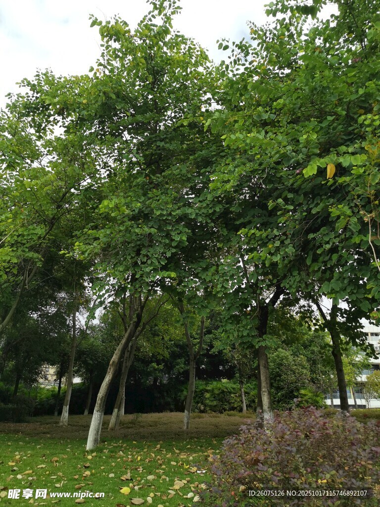 绿意盎然的户外树木景观